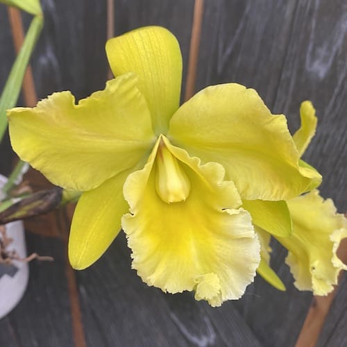 Rlc. Ta-shiang Yellow Dragon 'Pu Ti Gold' - exemplarul din poza