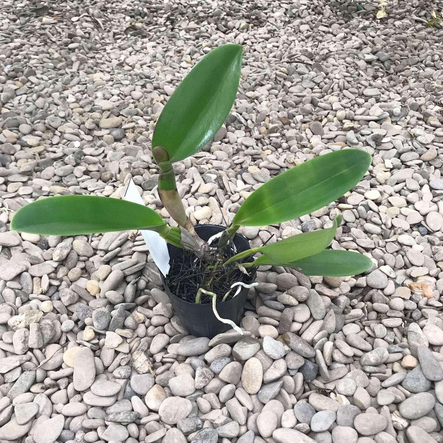 Rlc. Ta-shiang Gelber Drache 'Pu Ti Gold'