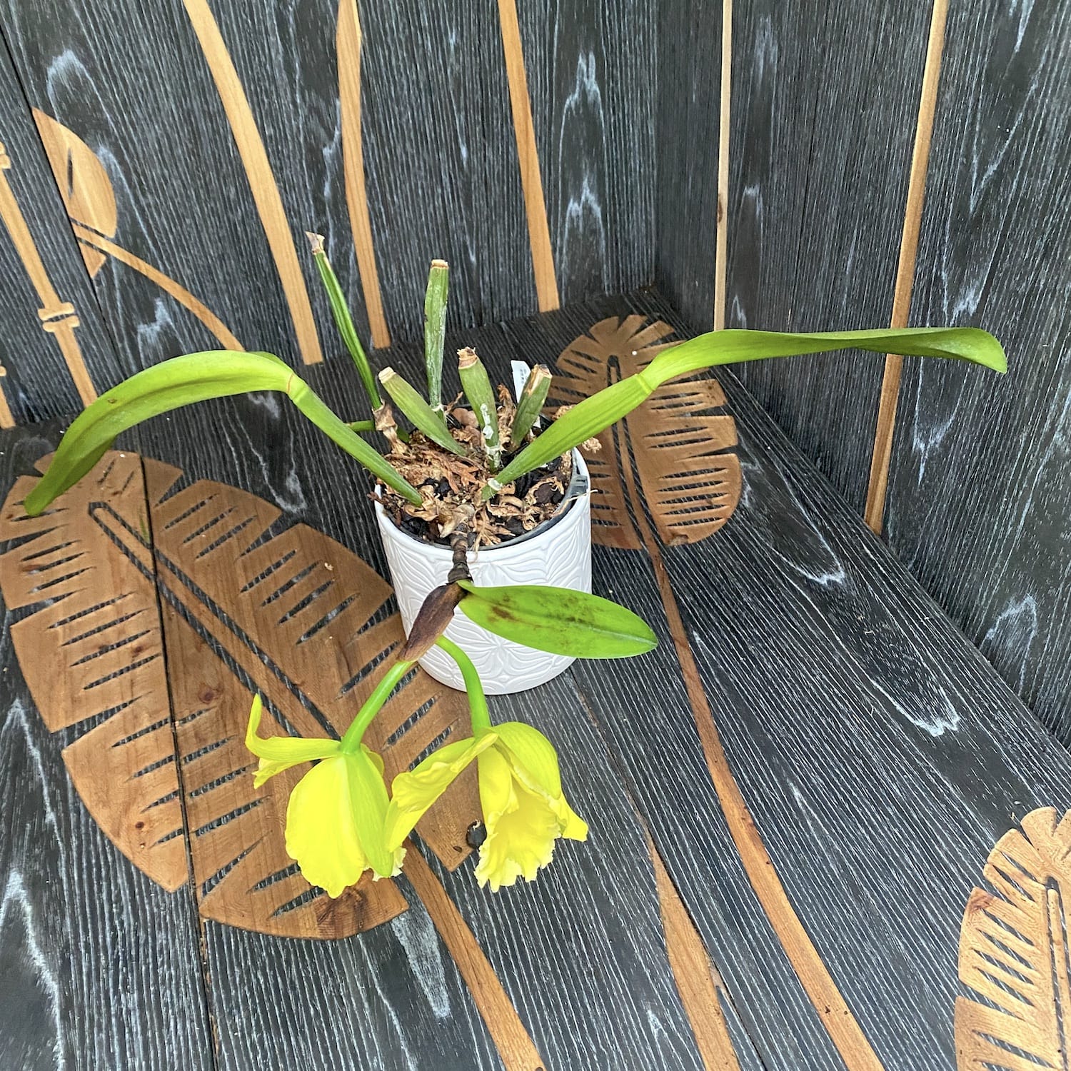 Rlc. Ta-shiang Yellow Dragon 'Pu Ti Gold' - exemplarul din poza