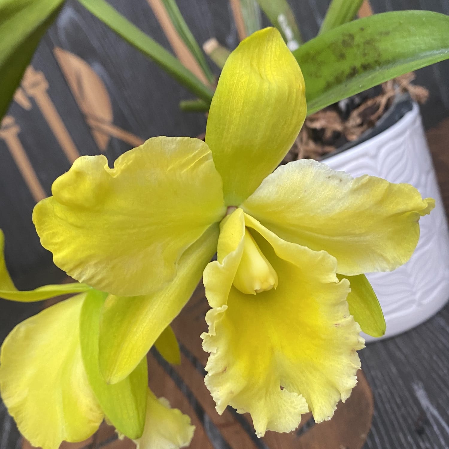 Rlc. Ta-shiang Yellow Dragon 'Pu Ti Gold' - exemplarul din poza