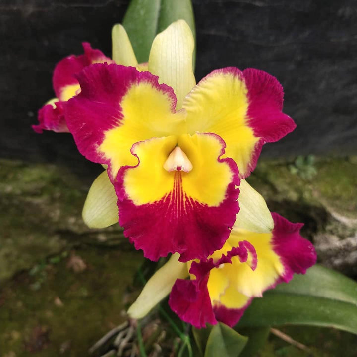 Rlc. Taiwan Fantasy