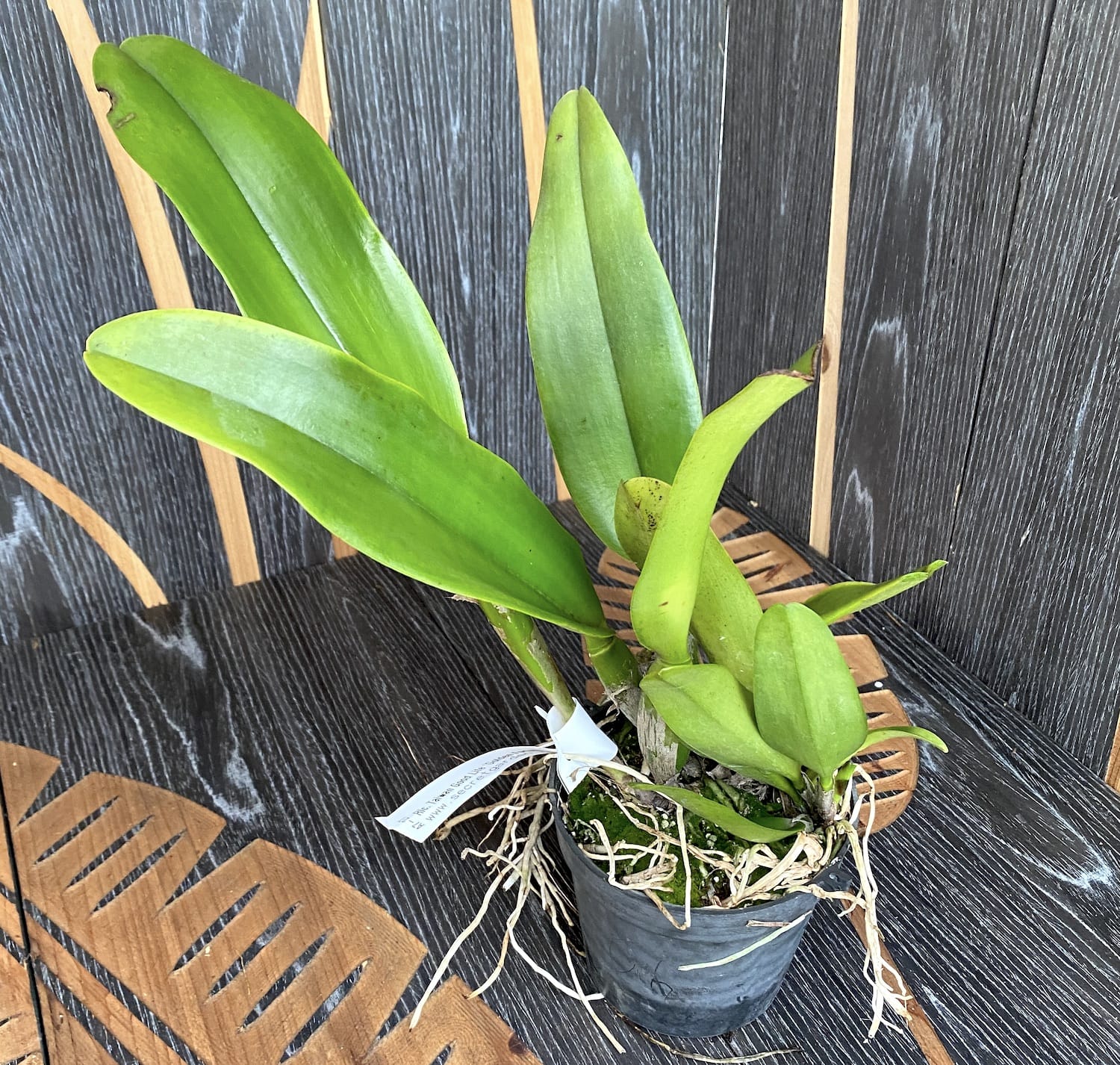 Rlc. Taiwan Good Life 'Golden Fortune' - fiori giganteschi, profumati