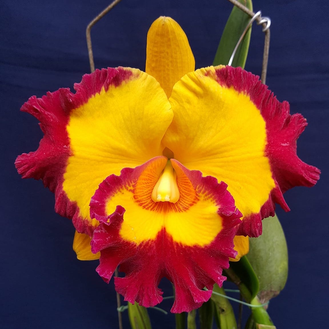 Rlc. Village Chief Rose scented – Floraria Secret Garden (SG)