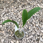 Rlc. Village Chief Topaz