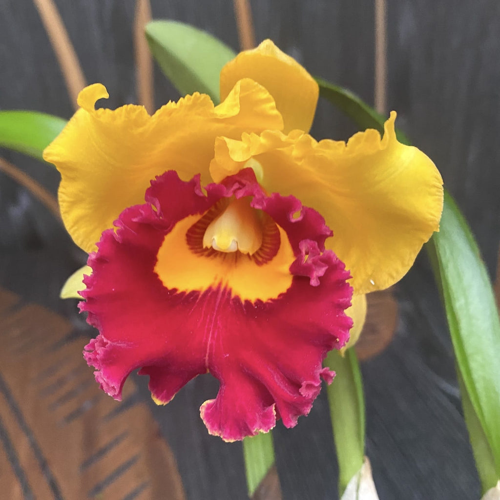 Rlc. Village Chief Triumph