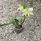 Rlc. Young Kong  - flori mari parfumate