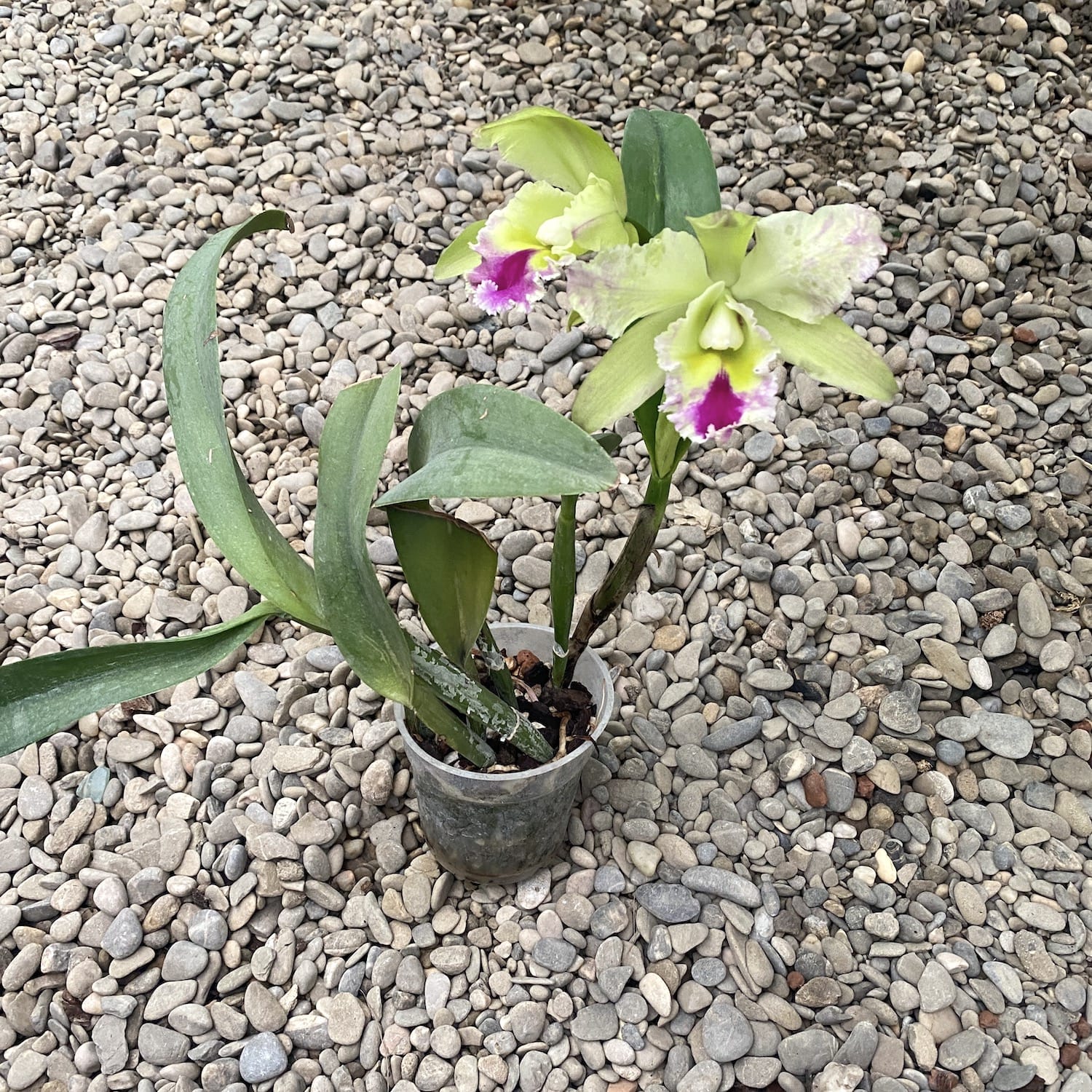 Rlc. Young Kong  - flori mari parfumate