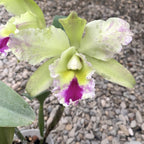 Rlc. Young Kong  - flori mari parfumate