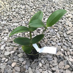 Rlc. Yuan Dung Python 'Goldmedaille' *duftend