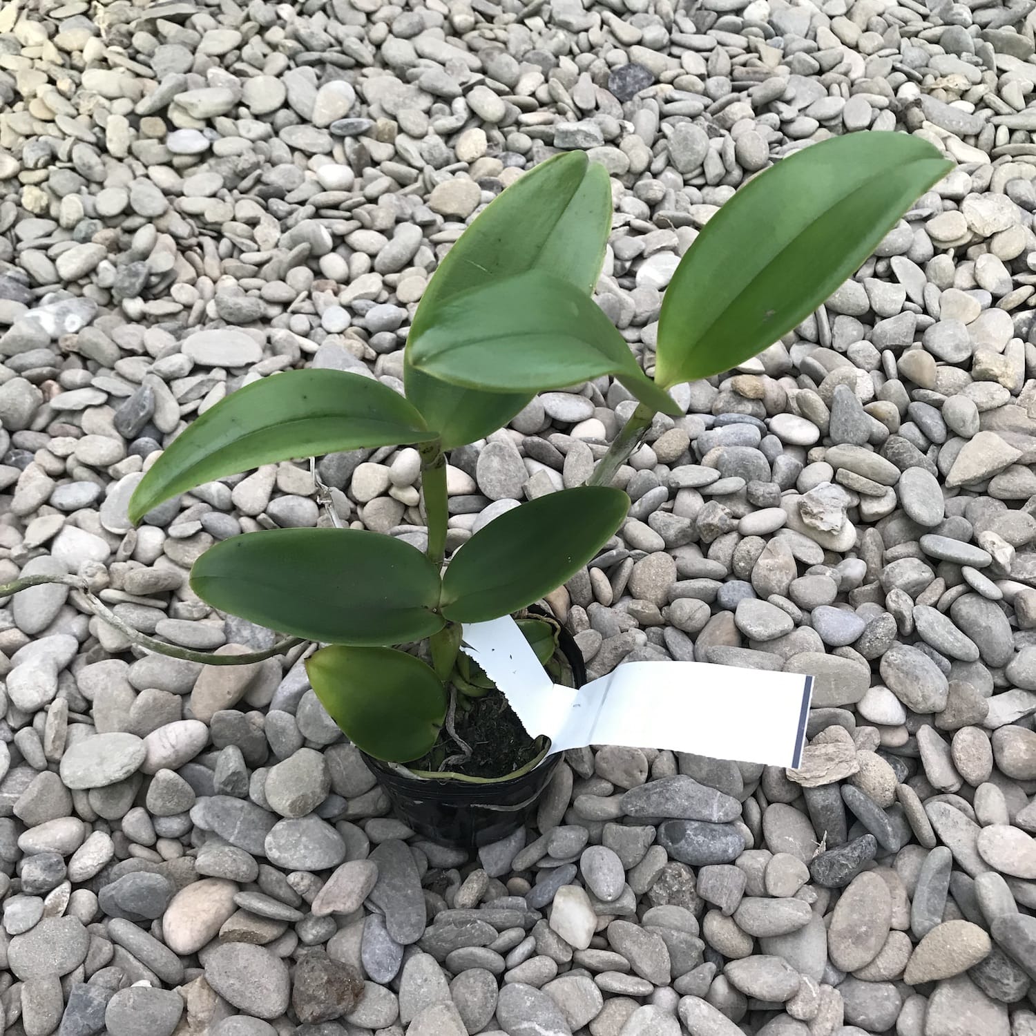 Rlc. Yuan Dung Python 'Gold Medal' *parfumata