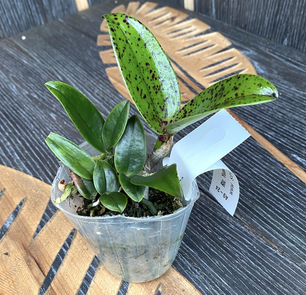 Rlc. Yuan Dung Python 'Passion Fruit' *illatos