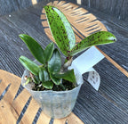 Rlc. Yuan Dung Python 'Passion Fruit' *parfumata