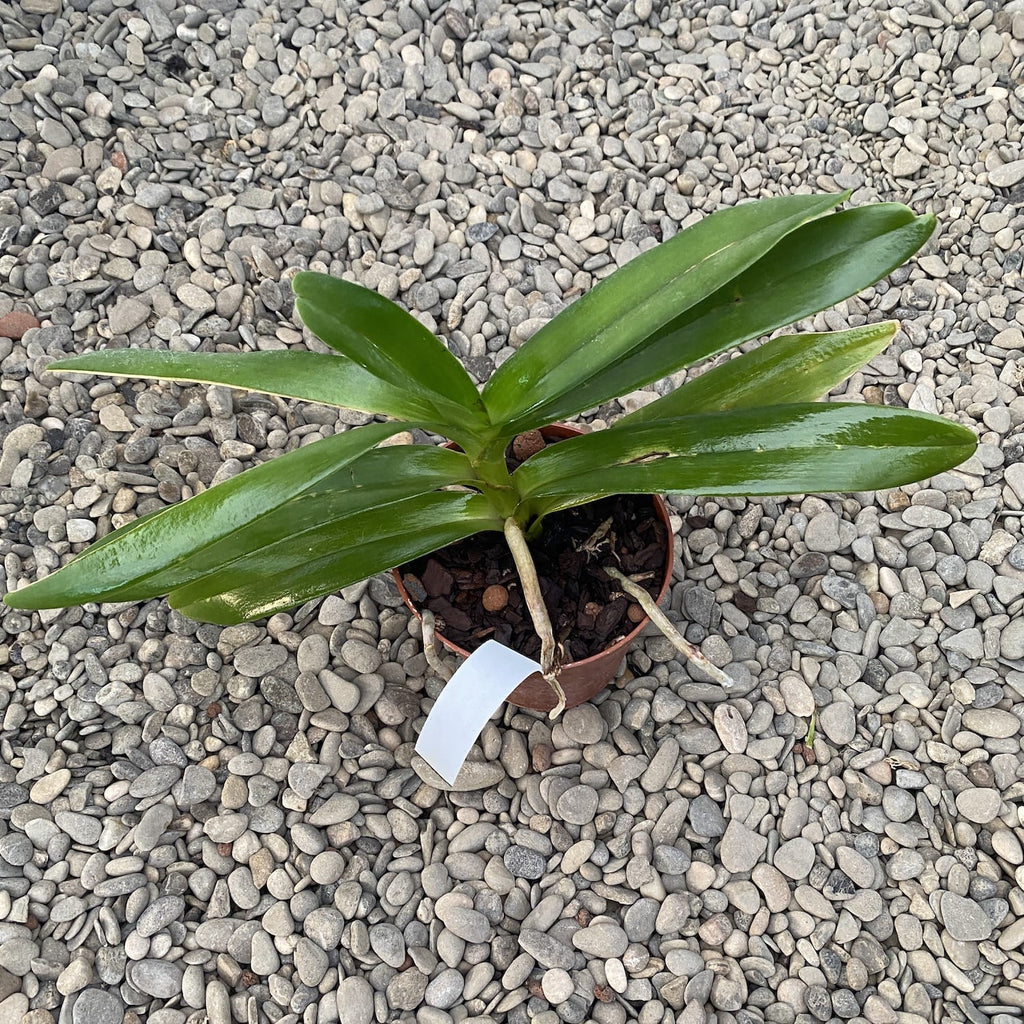 Rnst. Bangkok Beauty AM/AOS