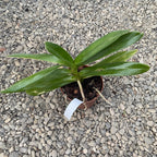 Rnst. Bangkok Beauty AM/AOS