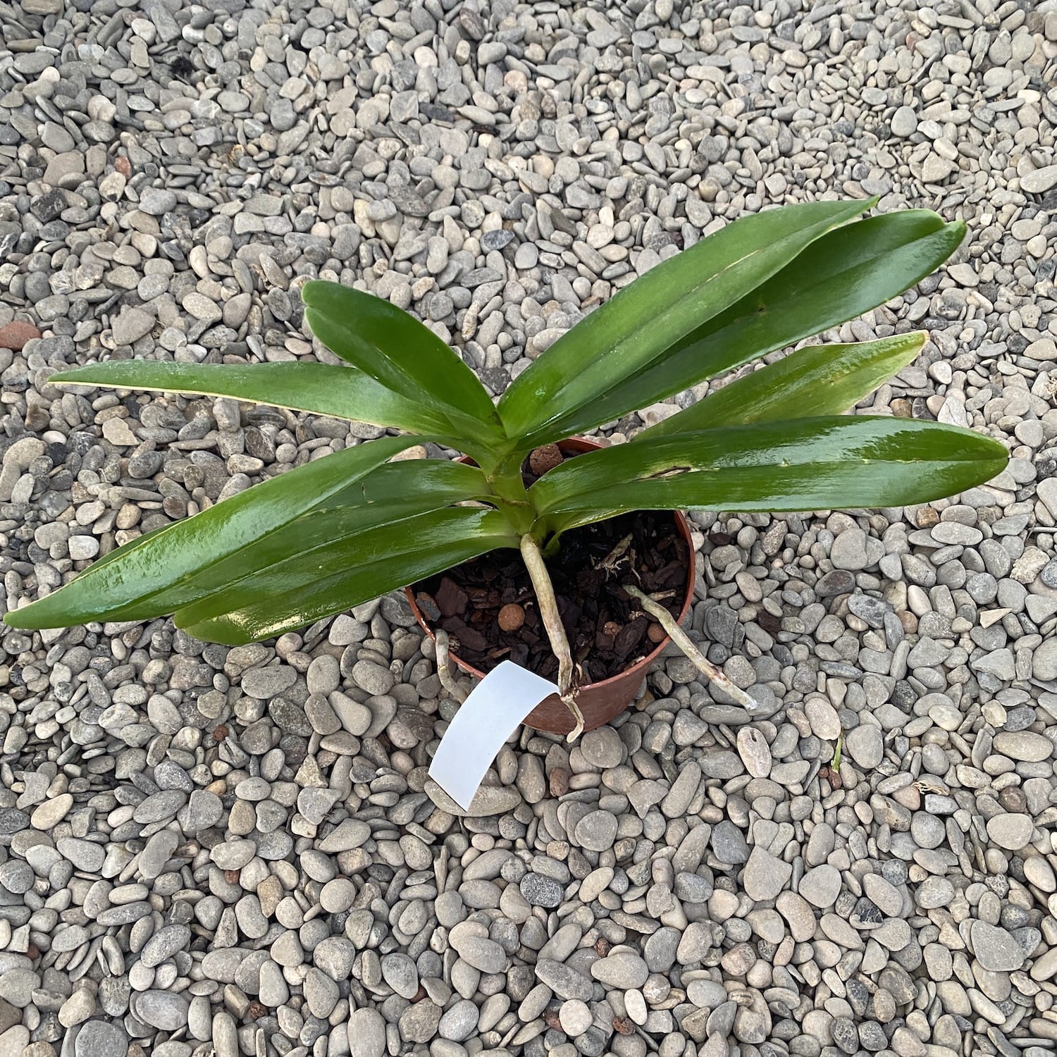 Rnst. Bangkok Beauty AM/AOS