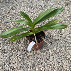 Rnst. Bangkok Beauty AM/AOS