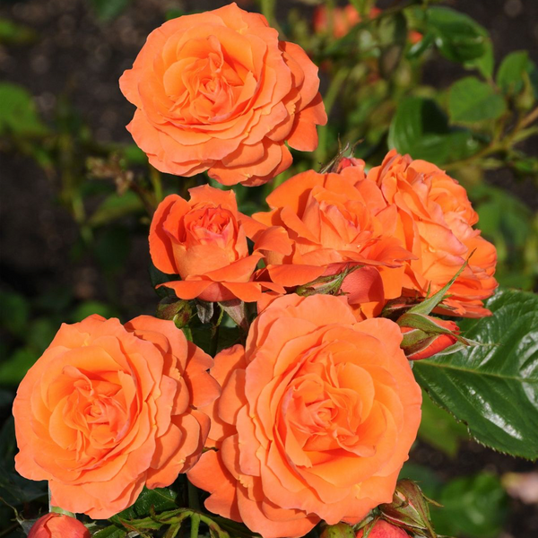 Rosa ‘Orange Queen’