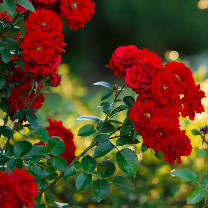 Rosa ‘Paul's Scarlet’