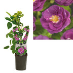 Rosa 'Purple Queen'