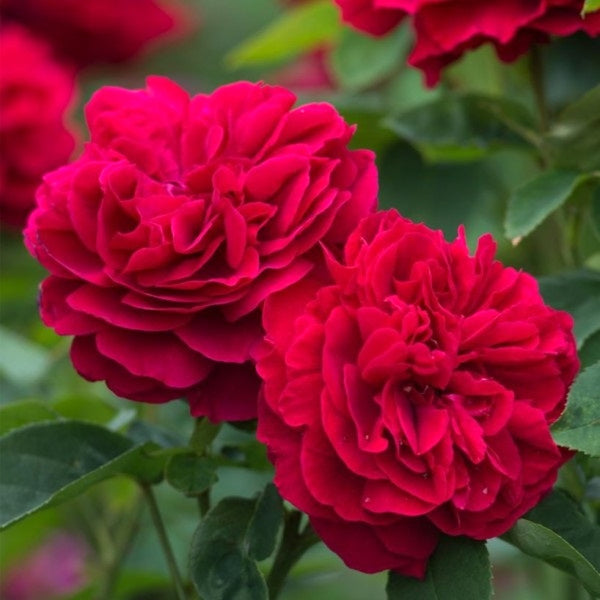 Rosa ‘Romantic Queen’
