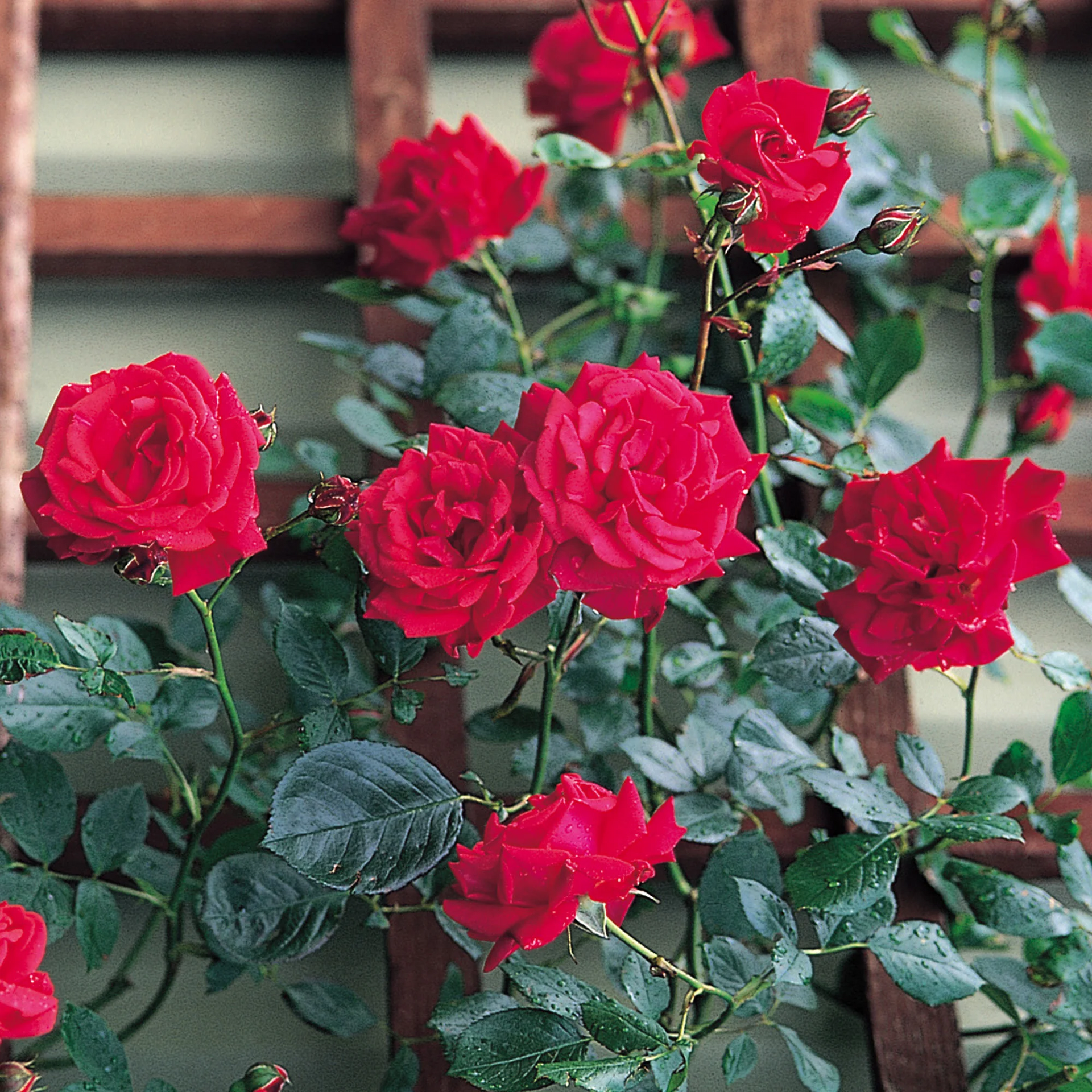 Rosa 'Royal Queen'® - Rosier floribunda grimpant parfumé – Secret