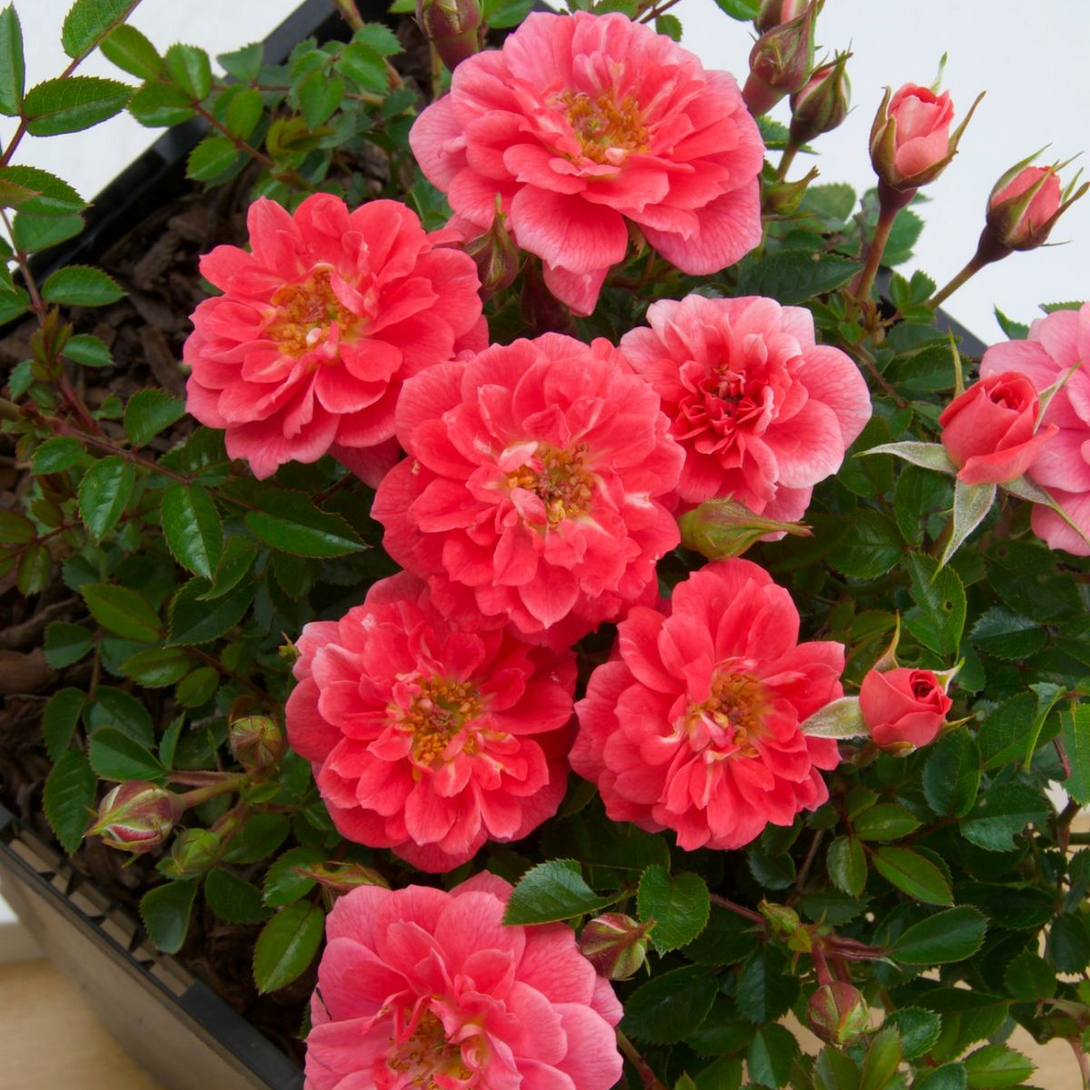 Rosa 'Salmon Queen'® - Trandafir floribunda, catarator, parfumat ...