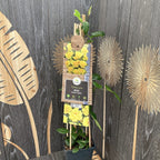 Rosa 'Golden Climber'