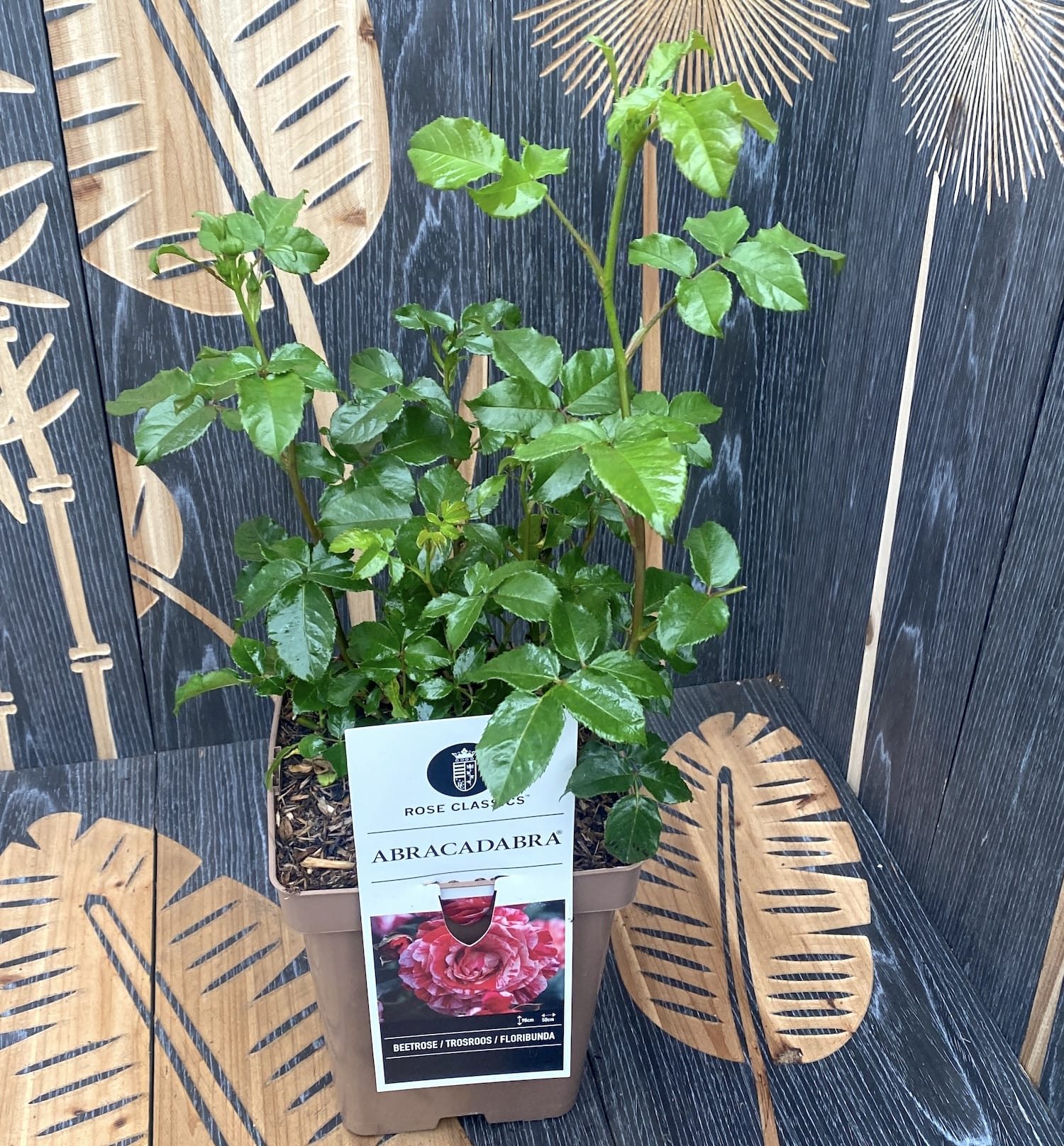 Rosa 'Abracadabra'® - Trandafir floribunda, parfum si culoare