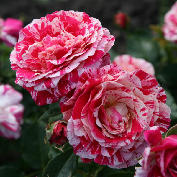 Rosa 'Abracadabra'® - Floribunda rose, fragrance and color