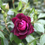 Rosa 'Burgundy Ice'® - Floribunda růže, intenzivní vůně a barva