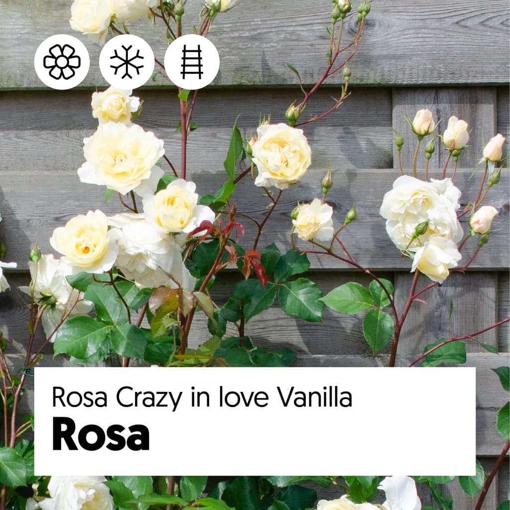 Rosa ‘Crazy in Love’® Vanilla