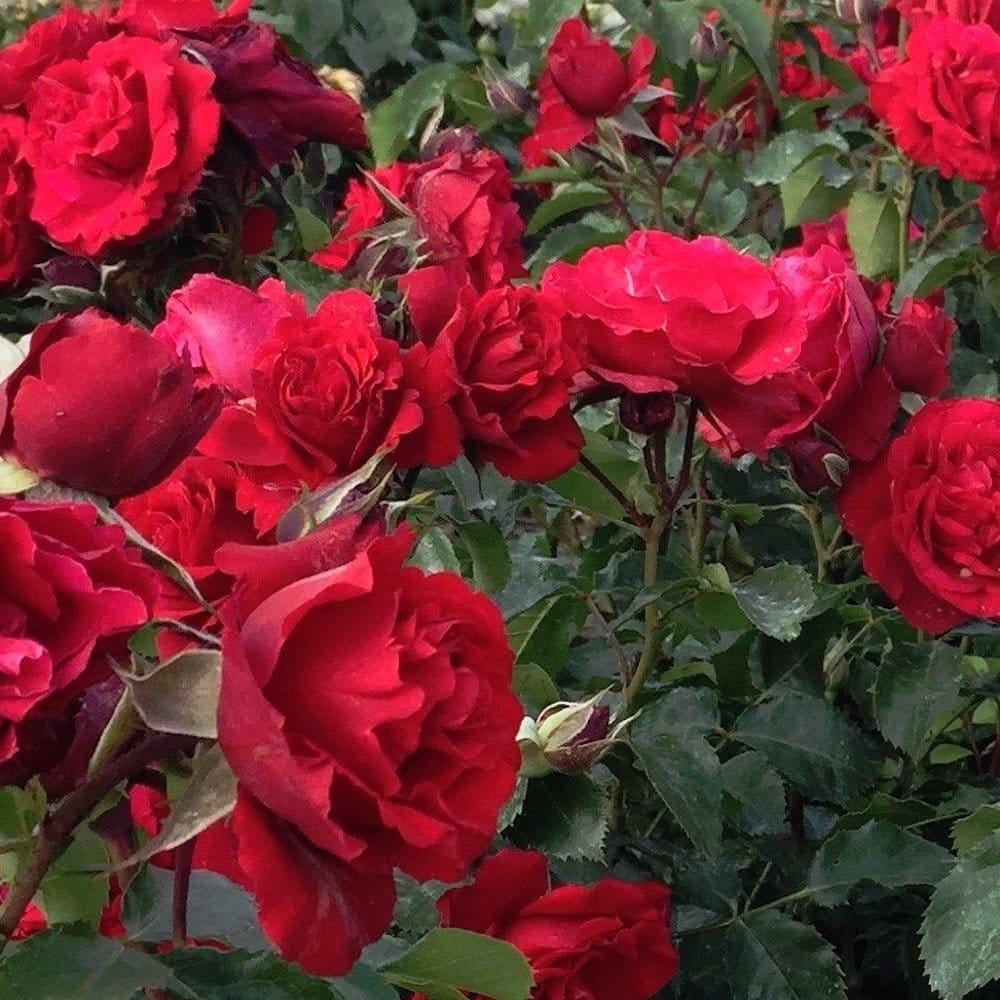 Rosa ‘Crazy in Love’® Red