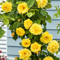 Rosa 'Golden Climber'
