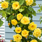 Rosa 'Golden Climber'
