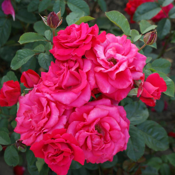 Rosa 'Heidelberg'® - Trandafir floribunda, catarator, parfumat