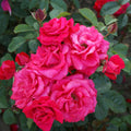 Rosa 'Heidelberg'® - Floribunda-Rose, kletternd, duftend