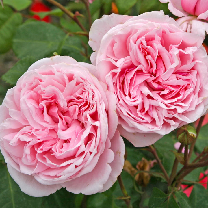 Rosa ‘Kiss me Kate’