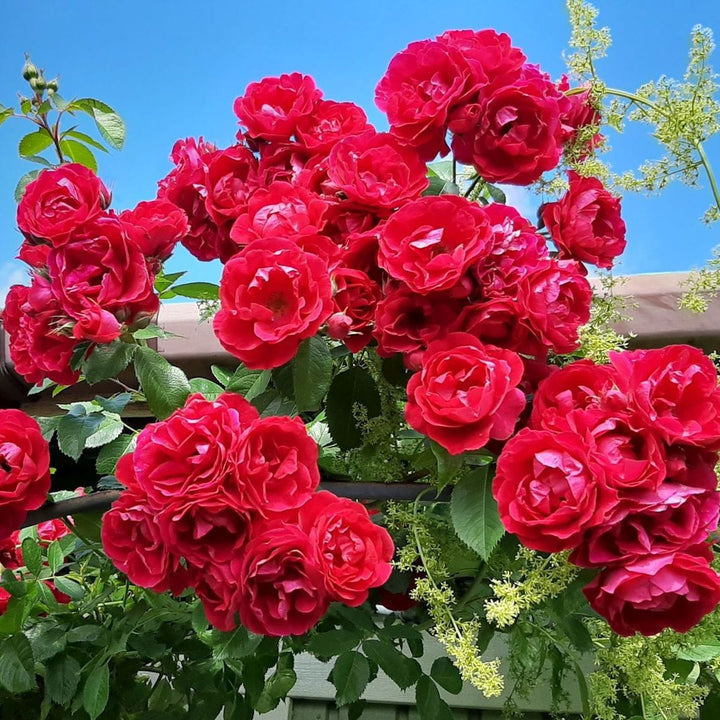 Rosa ‘Red Climber’