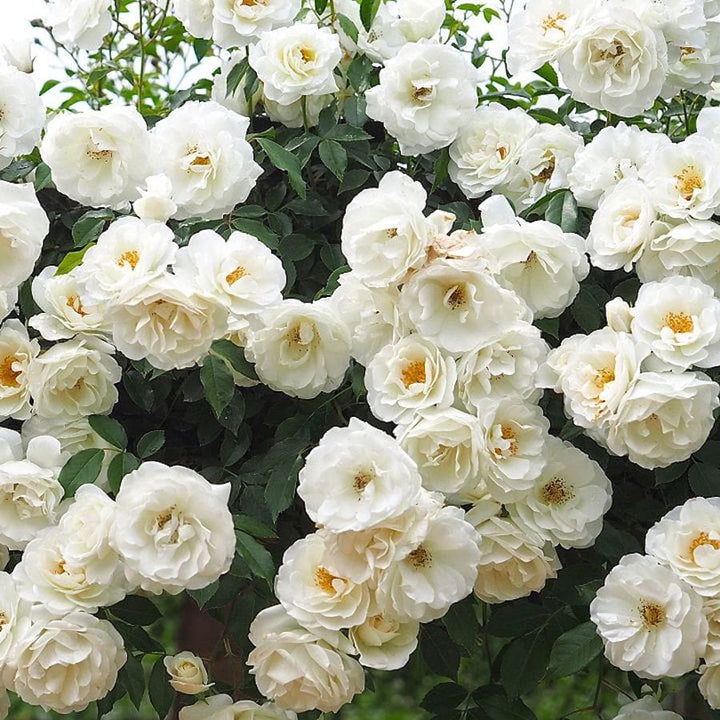 Rosa 'White Climber'