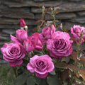 Rosa ‘lilac Wunder’