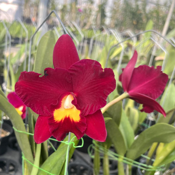 Rth. Shinfong Red Mudan