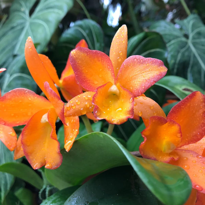 Rth. Fuchs Orange Nugget 'Golden Orange'