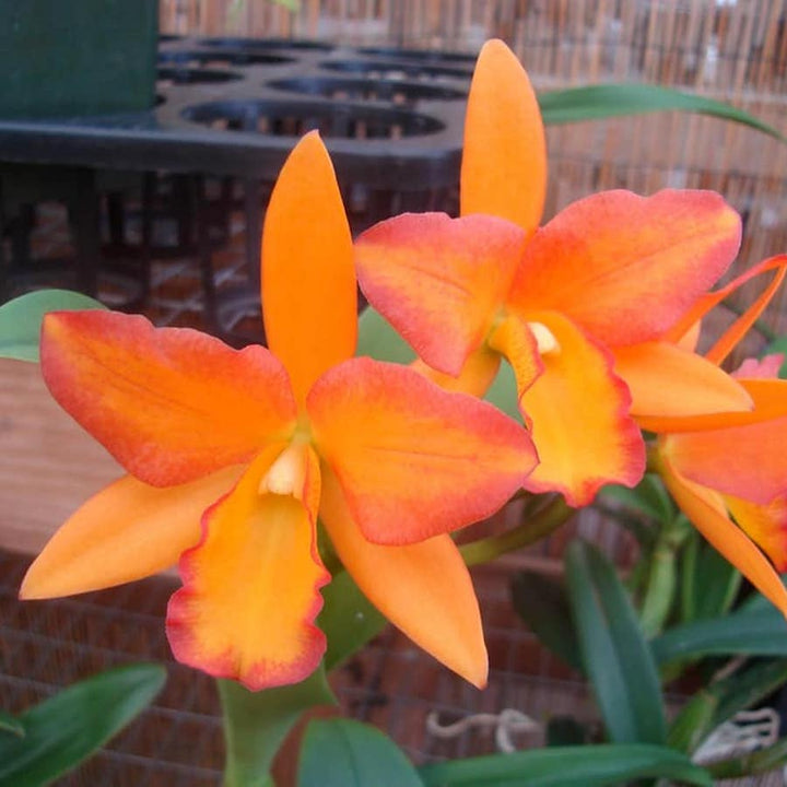 Rth. Fuchs Orange Nugget 'Golden Orange'