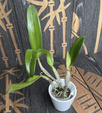 Rth. Fuchs Orange Nugget 'Golden Orange'