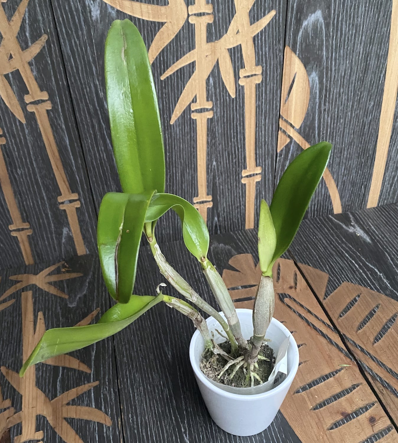 Rth. Fuchs Orange Nugget 'Golden Orange'