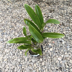 Rth. Lois McNeil 'Ace'