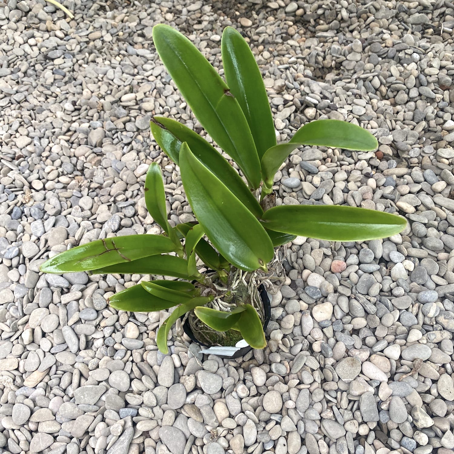 Rth. Lois McNeil 'Ace'