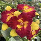 Rth. Qing Ming Beauty