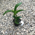 Rth. Young Min Orange