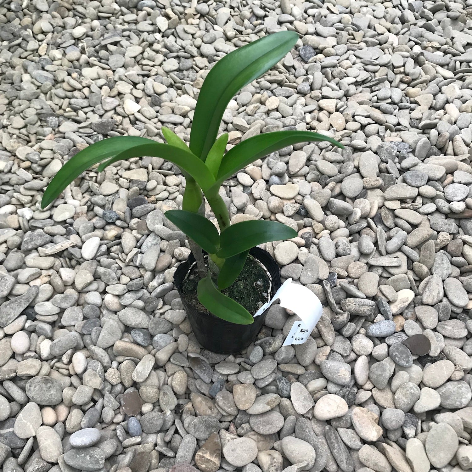 Rth. Young Min Orange